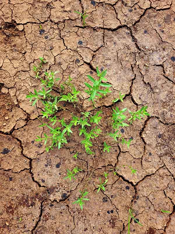 Beauty Growing Through the Cracks